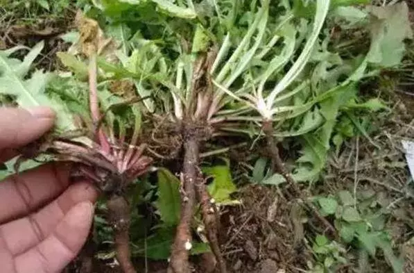一味中藥48小時可殺死98%癌細胞 ,減輕你的痛苦!轉給需要的人……