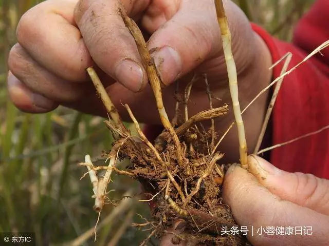 肝好不好,看這些地方有沒有「變黑」!枸杞換一種吃法最養肝...