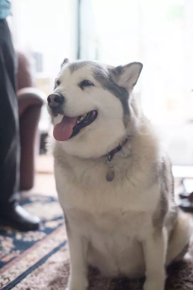 雪橇犬被指控「兇惡亂咬人」上法庭 法官一看判無罪:太胖不可能