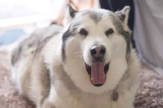 雪橇犬被指控「兇惡亂咬人」上法庭 法官一看判無罪:太胖不可能