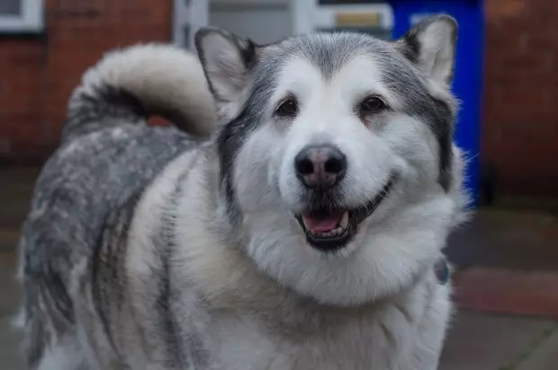 雪橇犬被指控「兇惡亂咬人」上法庭 法官一看判無罪:太胖不可能