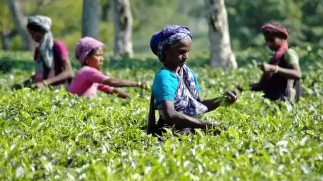 因為一杯奶茶,數千印度女人失去了孩子?!
