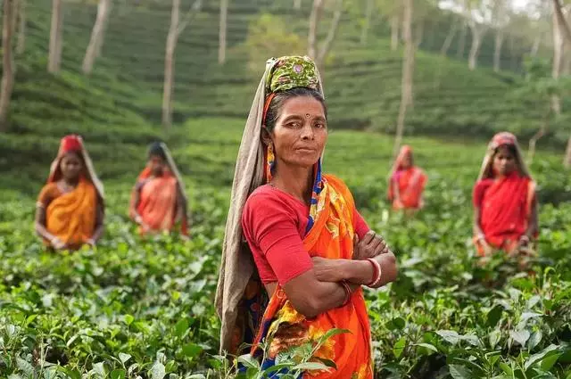因為一杯奶茶,數千印度女人失去了孩子?!