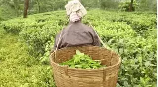 因為一杯奶茶,數千印度女人失去了孩子?!
