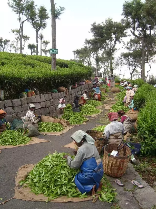 因為一杯奶茶,數千印度女人失去了孩子?!