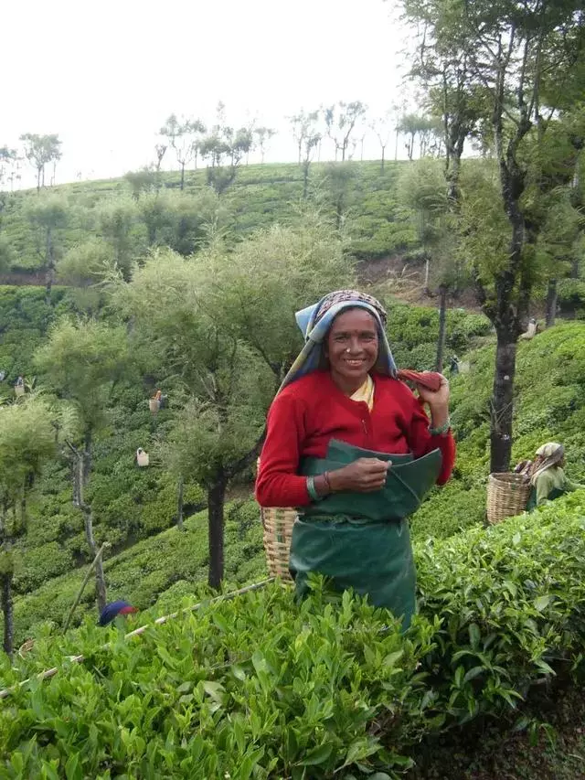 因為一杯奶茶,數千印度女人失去了孩子?!