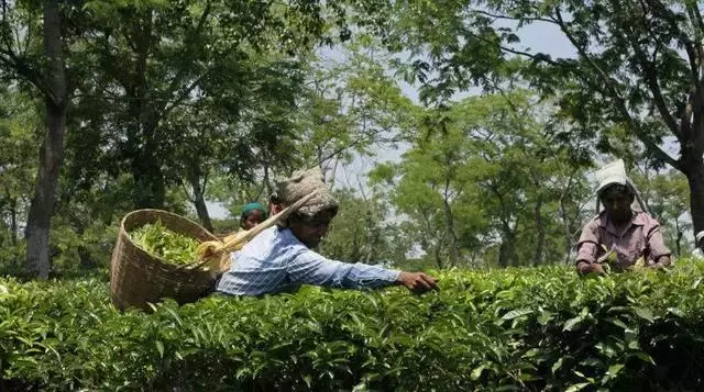 因為一杯奶茶,數千印度女人失去了孩子?!