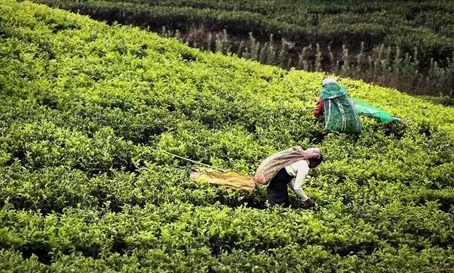 因為一杯奶茶,數千印度女人失去了孩子?!