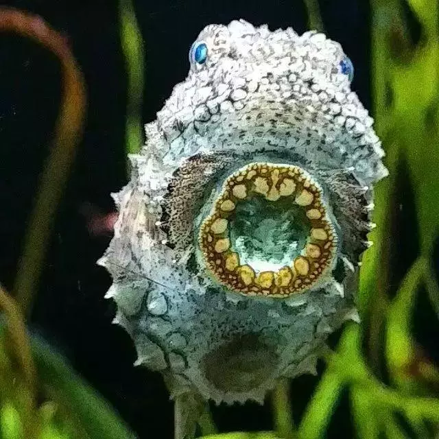 罕見的奇葩動物,你一定都沒見過!