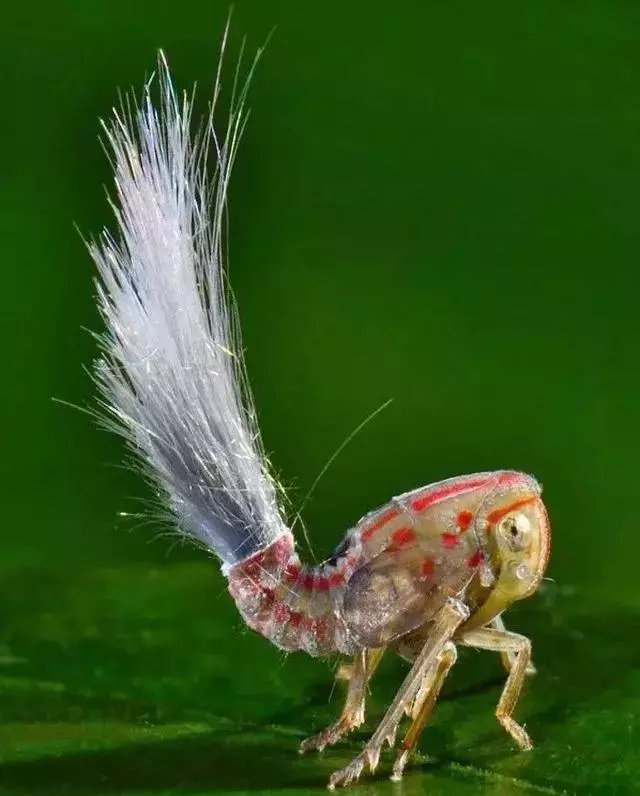 罕見的奇葩動物,你一定都沒見過!
