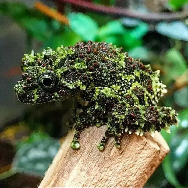 罕見的奇葩動物,你一定都沒見過!
