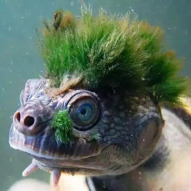罕見的奇葩動物,你一定都沒見過!
