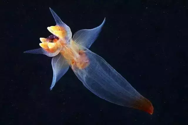 罕見的奇葩動物,你一定都沒見過!