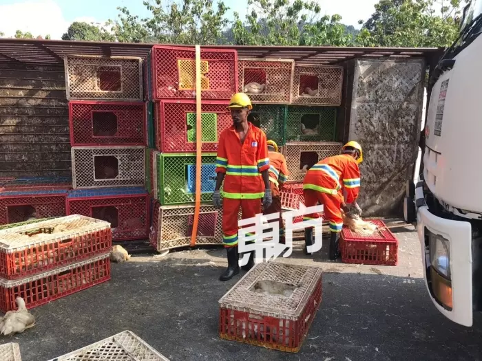 羅里大失控翻覆,千隻雞當場慘死!
