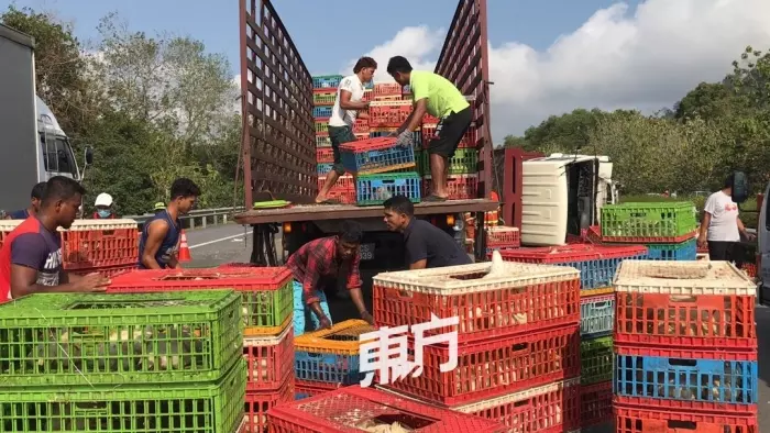 羅里大失控翻覆,千隻雞當場慘死!