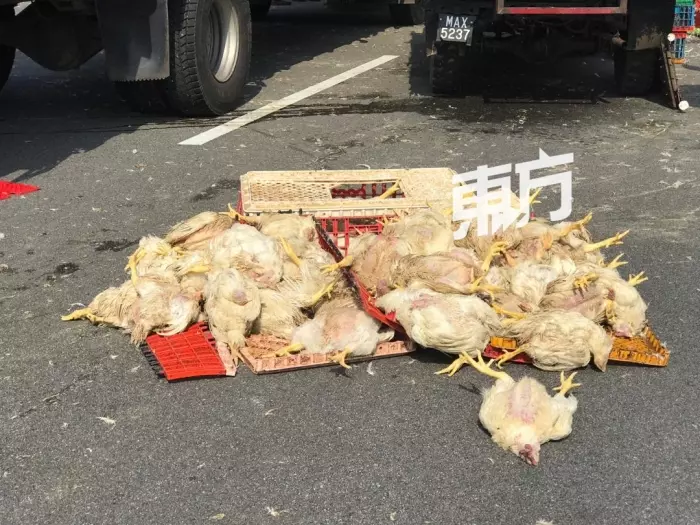 羅里大失控翻覆,千隻雞當場慘死!