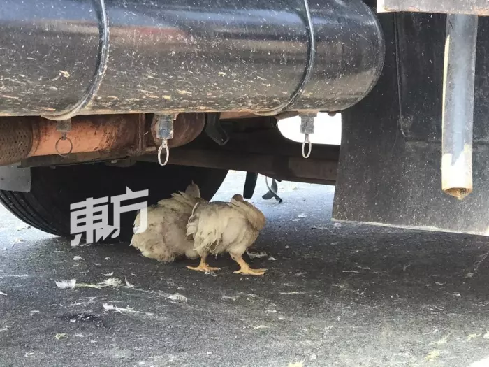羅里大失控翻覆,千隻雞當場慘死!