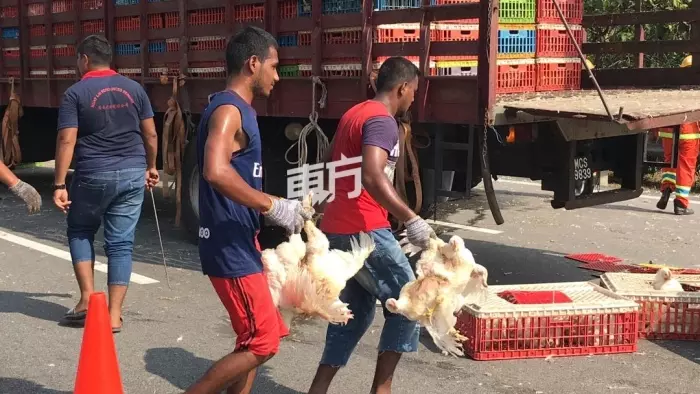 羅里大失控翻覆,千隻雞當場慘死!