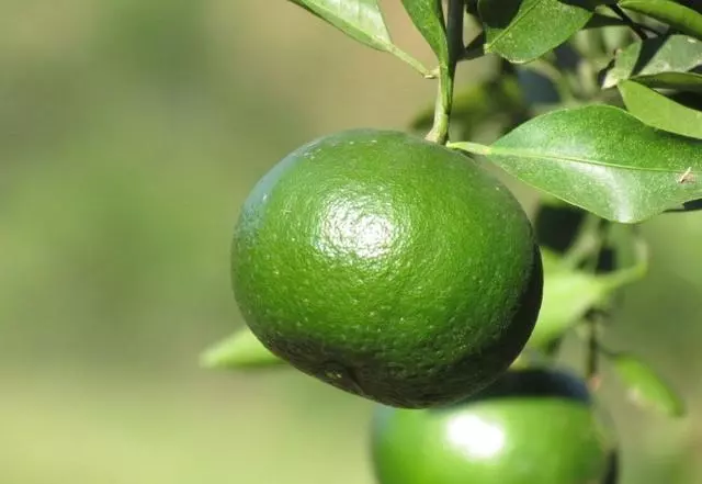 小小的一味「青皮」,居然還是疏肝破氣、防治腫瘤的有效藥物