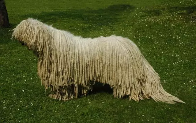來自匈牙利的四種犬,你能認出幾隻?