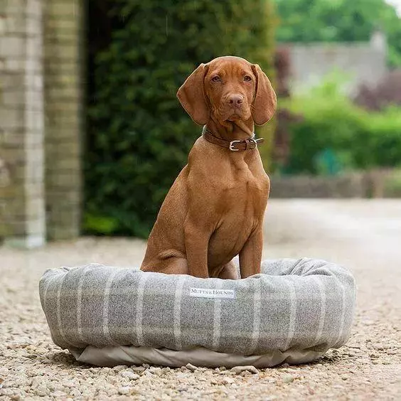 來自匈牙利的四種犬,你能認出幾隻?