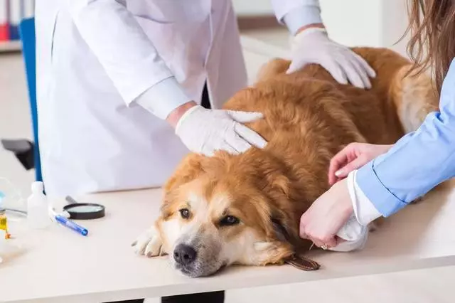它讓狗狗在癱瘓的路上越走越遠