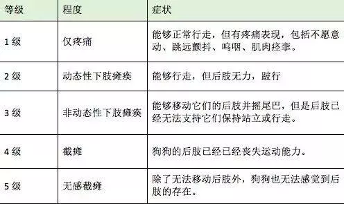 它讓狗狗在癱瘓的路上越走越遠