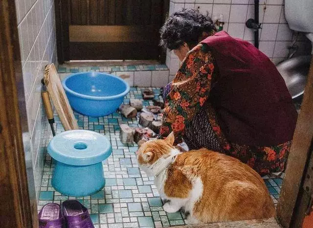 想要獲得高品質萌寵?學會責任養寵後,三招就能免費帶寵物回家!