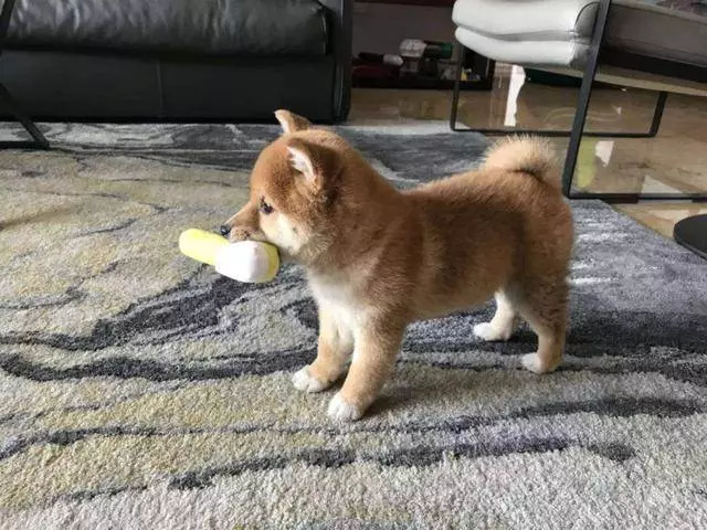想要獲得高品質萌寵?學會責任養寵後,三招就能免費帶寵物回家!