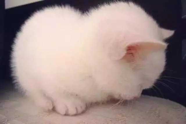 想要獲得高品質萌寵?學會責任養寵後,三招就能免費帶寵物回家!