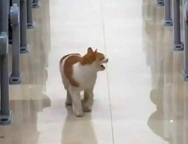 想要獲得高品質萌寵?學會責任養寵後,三招就能免費帶寵物回家!
