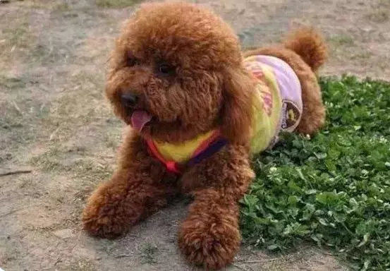 小狗吃多了怎麼辦?五大招!