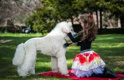 「巨型貴賓犬」少人養的6大原因,開銷大只是其中一個!