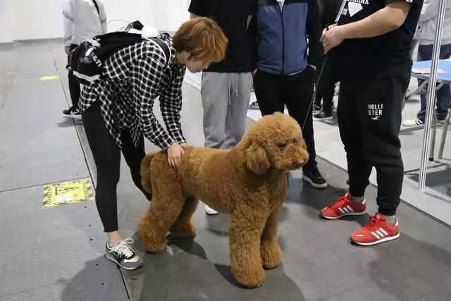 「巨型貴賓犬」少人養的6大原因,開銷大只是其中一個!