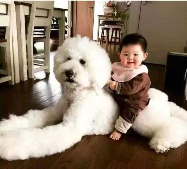 「巨型貴賓犬」少人養的6大原因,開銷大只是其中一個!