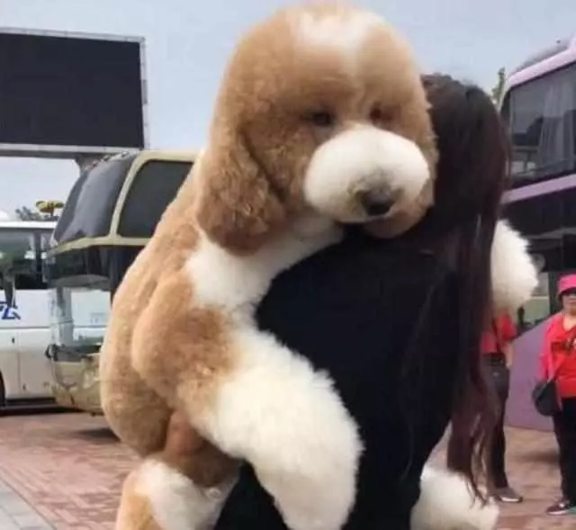 「巨型貴賓犬」少人養的6大原因,開銷大只是其中一個!