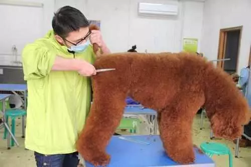 「巨型貴賓犬」少人養的6大原因,開銷大只是其中一個!