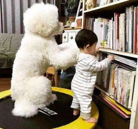 「巨型貴賓犬」少人養的6大原因,開銷大只是其中一個!