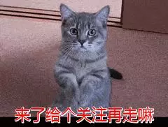 「巨型貴賓犬」少人養的6大原因,開銷大只是其中一個!