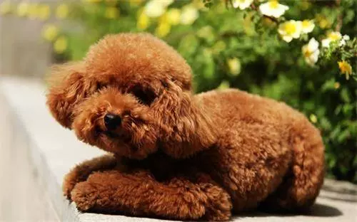 狗狗耳蟎:貴賓犬耳蟎需要每天擦洗嗎,貴賓犬用什麼擦洗耳蟎