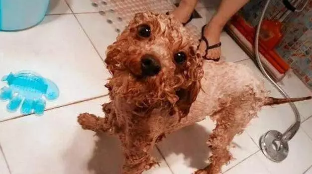 給「貴賓犬」洗澡,步驟是關鍵,你都做對了?