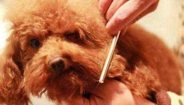 給「貴賓犬」洗澡,步驟是關鍵,你都做對了?