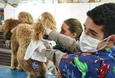 給「貴賓犬」洗澡,步驟是關鍵,你都做對了?