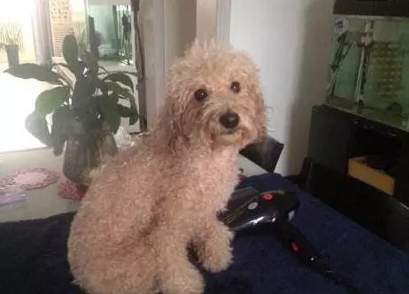給「貴賓犬」洗澡,步驟是關鍵,你都做對了?