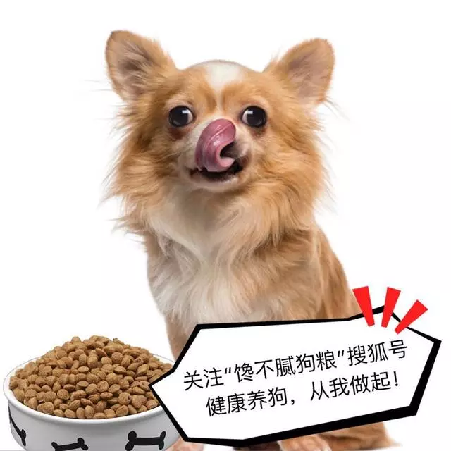 給「貴賓犬」洗澡,步驟是關鍵,你都做對了?