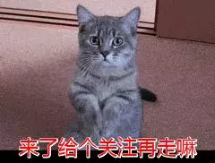 給「貴賓犬」洗澡,步驟是關鍵,你都做對了?