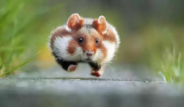 動物王國的搞笑明星!