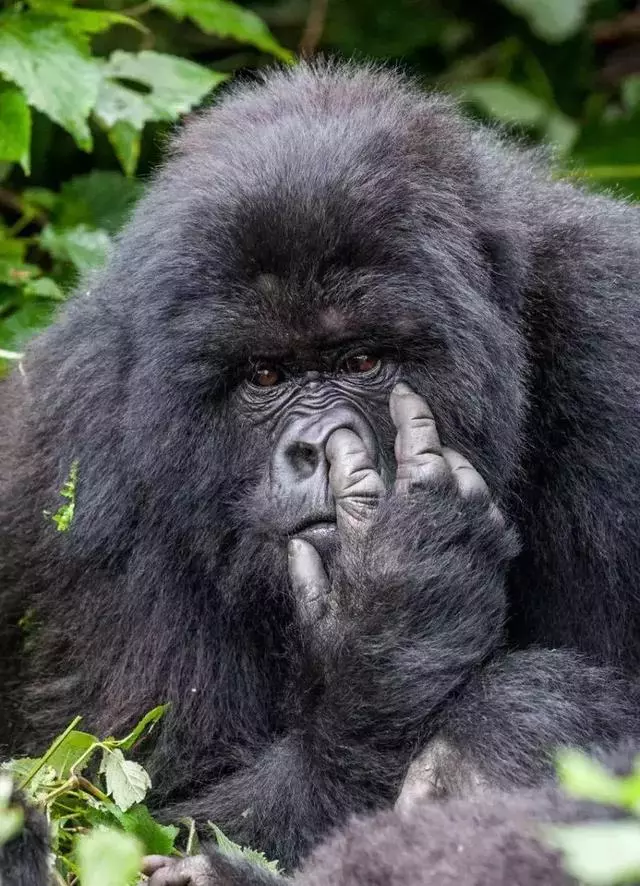 動物王國的搞笑明星!