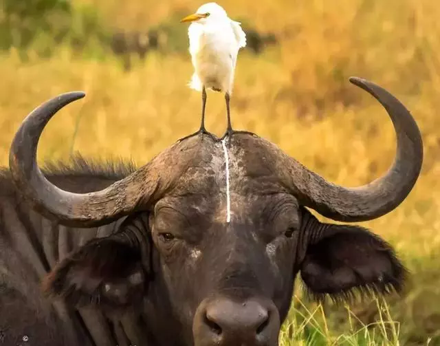 動物王國的搞笑明星!