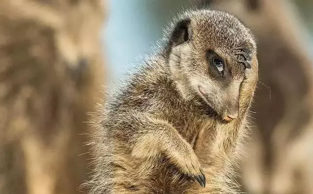 動物王國的搞笑明星!